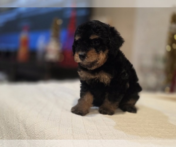 Medium Photo #9 Goldendoodle (Miniature) Puppy For Sale in DUBLIN, TX, USA