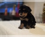 Small #8 Goldendoodle (Miniature)