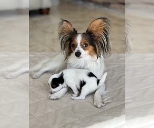 Mother of the Papillon puppies born on 03/22/2022