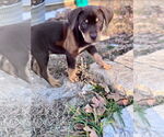 Small #1 Labrador Retriever Mix