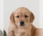 Small #3 Golden Retriever