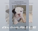 Small Photo #3 Bulldog Puppy For Sale in HERCULES, CA, USA
