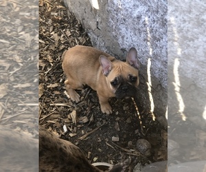 French Bulldog Puppy for sale in WESTPORT, MA, USA