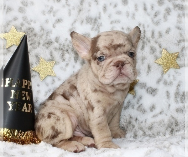 Medium Photo #1 French Bulldog Puppy For Sale in TOPANGA, CA, USA