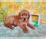 Puppy 2 Golden Retriever
