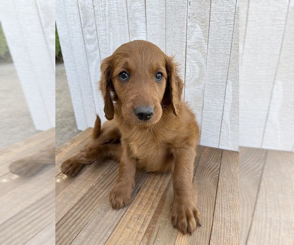 Medium Photo #2 Goldendoodle Puppy For Sale in MARBLE FALLS, TX, USA