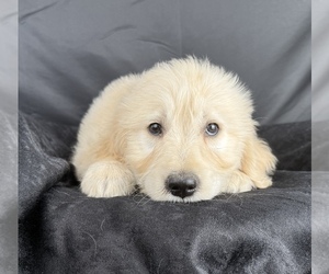 Goldendoodle Puppy for Sale in OCALA, Florida USA