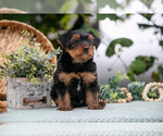 Small Photo #18 Shorkie Tzu Puppy For Sale in KIRKWOOD, PA, USA