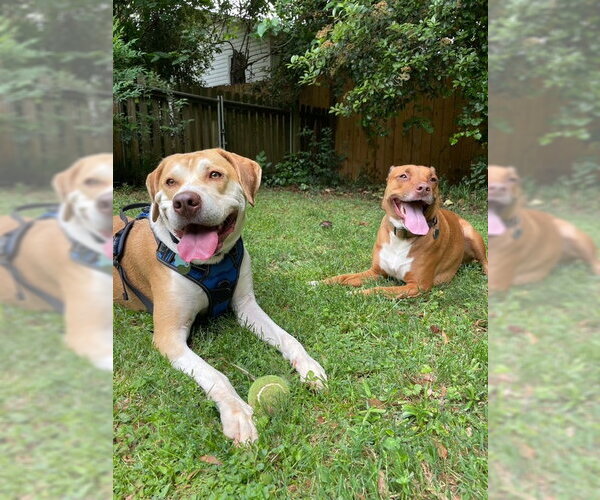 Medium Photo #4 Mutt Puppy For Sale in Rocky Point, NC, USA