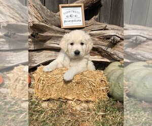 English Cream Golden Retriever Puppy for sale in LEANDER, TX, USA