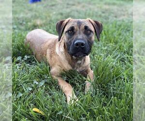 German Shepherd Dog Dogs for adoption in Modesto, CA, USA