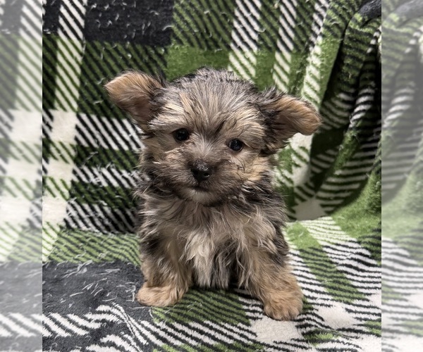 Medium Photo #1 Morkie Puppy For Sale in GUTHRIE, KY, USA