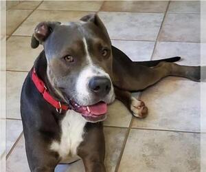 American Pit Bull Terrier-Unknown Mix Dogs for adoption in Las Vegas, NV, USA