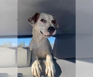 Pointer Dog for Adoption in San Antonio, Texas USA