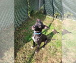 Small #8 American Pit Bull Terrier Mix
