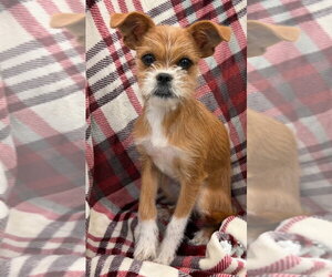 Amelia - Female Chussel Dog for Adoption - Photo #2