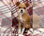 Small Photo #2 Chussel Puppy For Sale in Canton, CT, USA