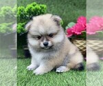 Small #7 Pomeranian