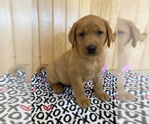Medium Photo #1 Labrador Retriever Puppy For Sale in DALLAS, WI, USA