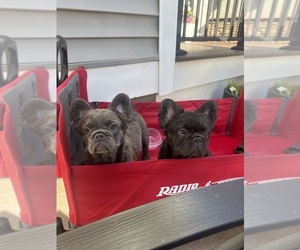 French Bulldog Puppy for sale in NEGAUNEE, MI, USA
