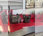 Small French Bulldog