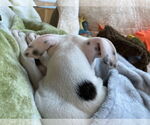 Small #8 American Pit Bull Terrier Mix