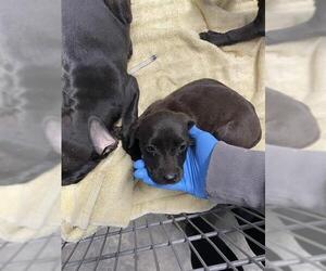 Labrador Retriever-Unknown Mix Dogs for adoption in Tallahassee, FL, USA