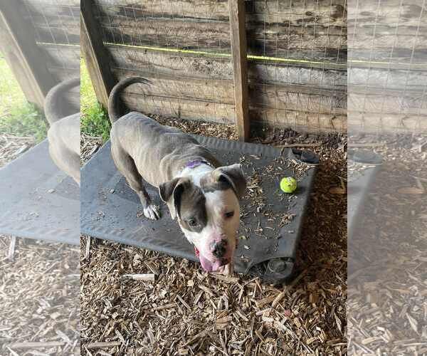 Medium Photo #6 American Pit Bull Terrier-Unknown Mix Puppy For Sale in Rustburg, VA, USA