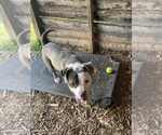 Small Photo #6 American Pit Bull Terrier-Unknown Mix Puppy For Sale in Rustburg, VA, USA