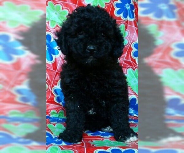 Medium Photo #2 Poodle (Toy)-Yorkshire Terrier Mix Puppy For Sale in CONOWINGO, MD, USA