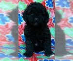 Small Photo #2 Poodle (Toy)-Yorkshire Terrier Mix Puppy For Sale in CONOWINGO, MD, USA