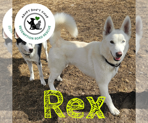 Medium Photo #5 Huskies -Unknown Mix Puppy For Sale in Crystal, MN, USA