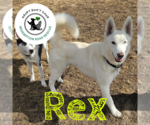 Small #4 Huskies  Mix