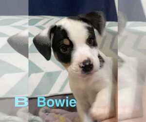 Chipin Dogs for adoption in Sheboygan, WI, USA