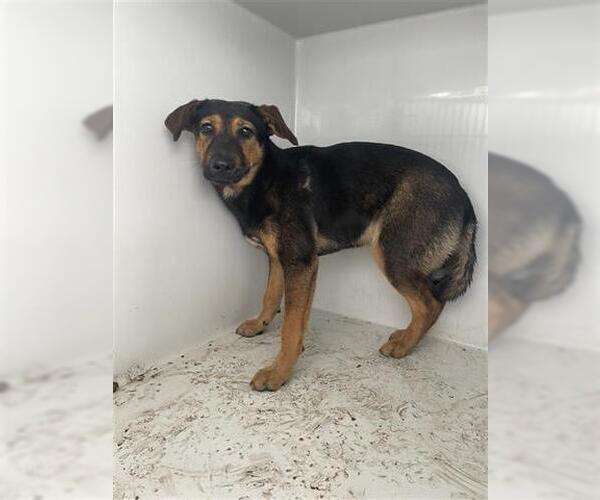 Medium Photo #1 German Shepherd Dog Puppy For Sale in Houston, TX, USA