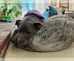 Small #4 Blue Lacy