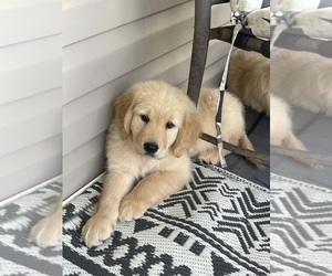 Golden Retriever Puppy for sale in FAIR PLAY, SC, USA