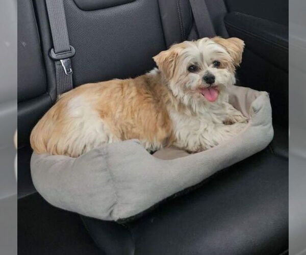 Medium Photo #2 Shih Tzu Puppy For Sale in Brights Grove, Ontario, Canada