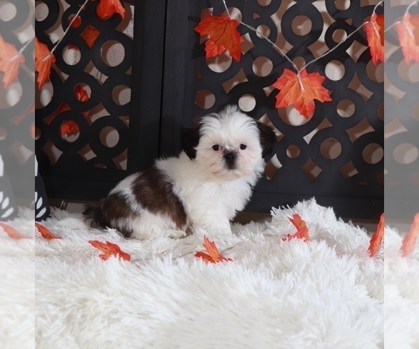 Medium Photo #1 Shih Tzu Puppy For Sale in MOUNT VERNON, OH, USA