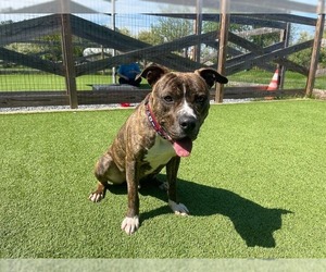 Hulk - Male Mutt Dog for Adoption - Photo #22
