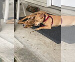 Small #8 American Staffordshire Terrier Mix