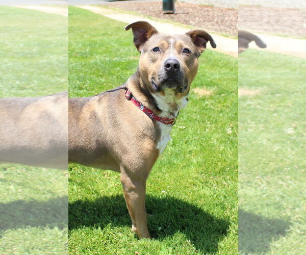 Medium Photo #1 American Pit Bull Terrier Puppy For Sale in Petaluma, CA, USA