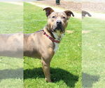Small American Pit Bull Terrier