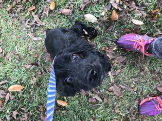Cocker Spaniel Puppy for sale in JACKSON, MS, USA