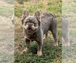 Small #1 French Bulldog