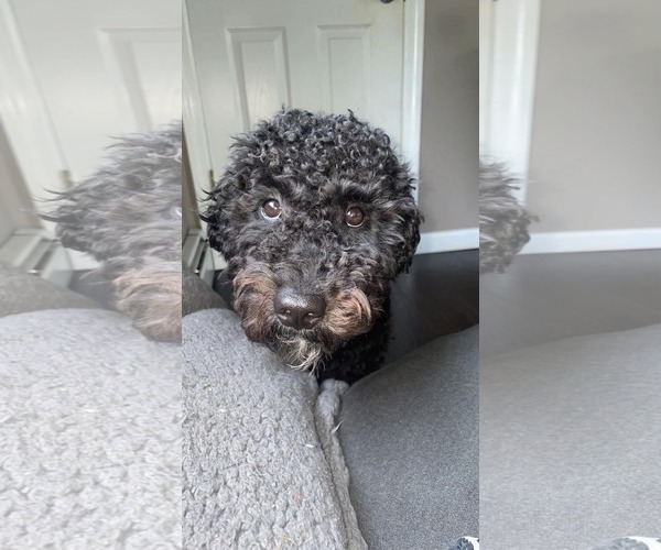 Medium Photo #3 Poodle (Miniature)-Unknown Mix Puppy For Sale in Westwood, NJ, USA
