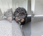 Small #2 Poodle (Miniature) Mix