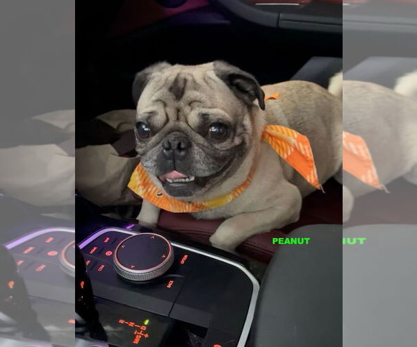 Medium Photo #1 Pug Puppy For Sale in Woodland Hills, CA, USA
