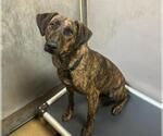 TETRA - Female Mutt Dog for Adoption - Small photo