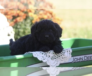 ShihPoo Puppy for sale in CENTRALIA, IL, USA